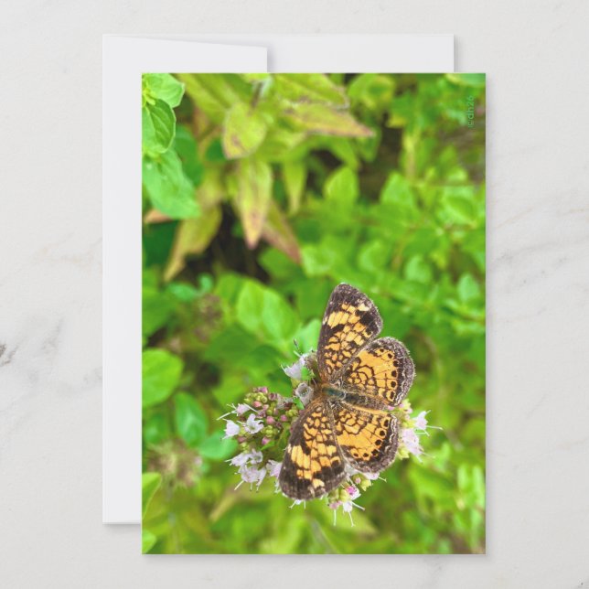 Pearl Crescent butterfly birthday card dh26 (Front)