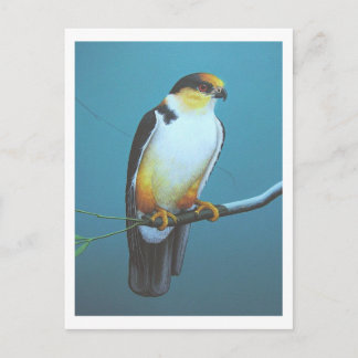 Pearl Kite Postcard