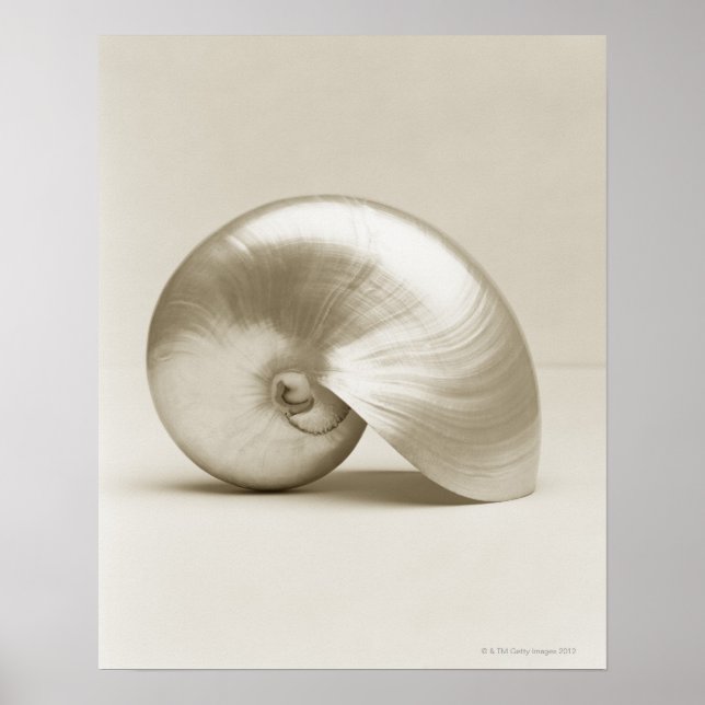 Pearl Nautilus Seashell Poster (Front)