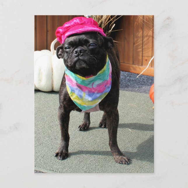 Pearl - Pug and Boston Terrier Mix Breed Photo-08 Postcard (Front)