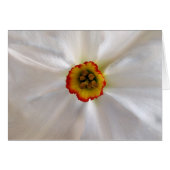 pearl white narcissus (Front Horizontal)