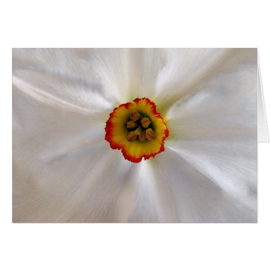 pearl white narcissus cards (Front Horizontal)