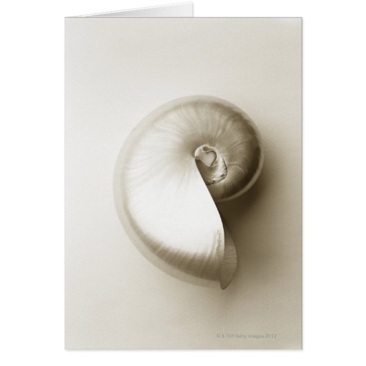 Pearlised nautilus sea shell 2 cards (Front)