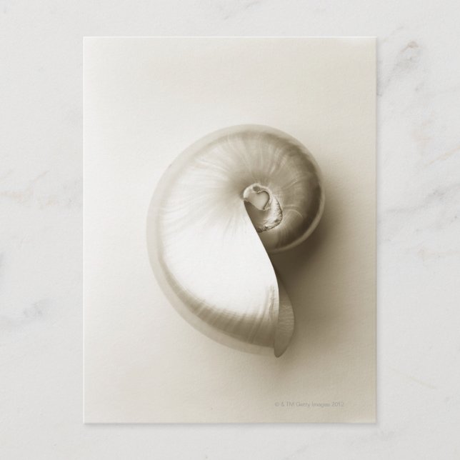 Pearlised nautilus sea shell 2 postcard (Front)