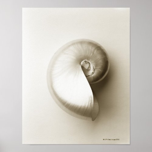 Pearlised nautilus sea shell 2 poster