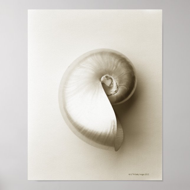 Pearlised nautilus sea shell 2 poster (Front)