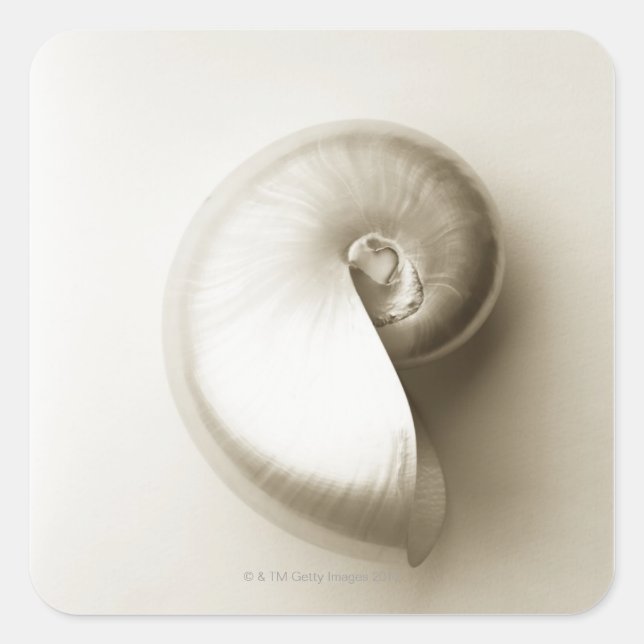 Pearlised nautilus sea shell 2 square sticker (Front)