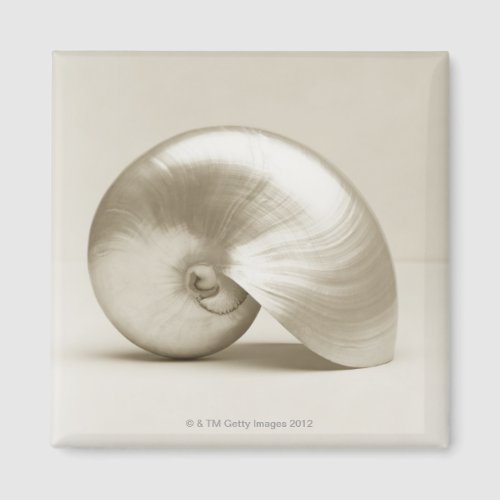 Pearlised nautilus sea shell magnet