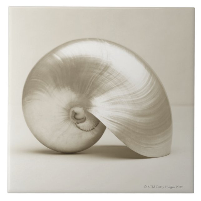 Pearlised nautilus sea shell tile (Front)