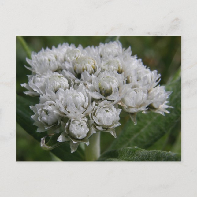 Pearly Everlasting, Unalaska Island Postcard (Front)