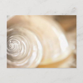 Pearly White Sea Shell Marine Nature Postcard