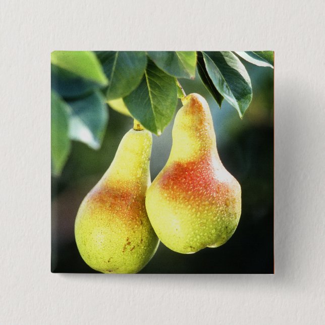Pears on a Tree Photograph Button (Front)