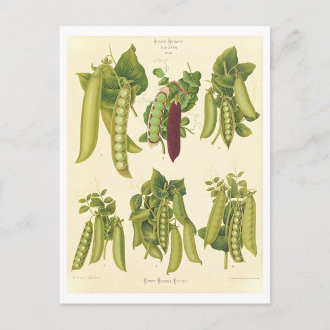 Peas Botanical Illustration from Seed Catalog Postcard (Front)