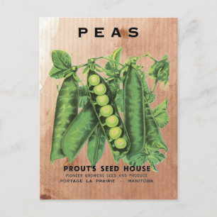 Peas Seed Packet Postcard