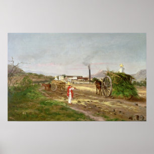 Peasants Collecting Sugar Cane Poster