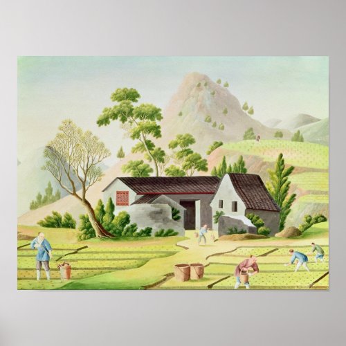 Peasants in the Paddy Fields Poster