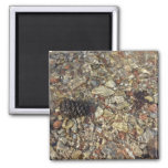 Pebbles in Taylor Creek Nature Photography Magnet