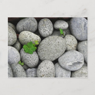 Pebbles Postcard