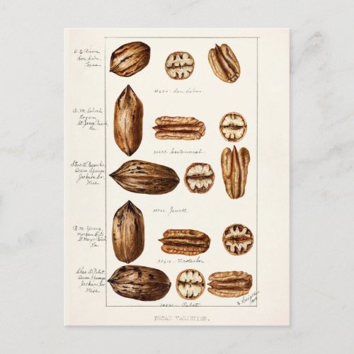 Pecans Carya Illinoinensis Watercolor Painting Postcard