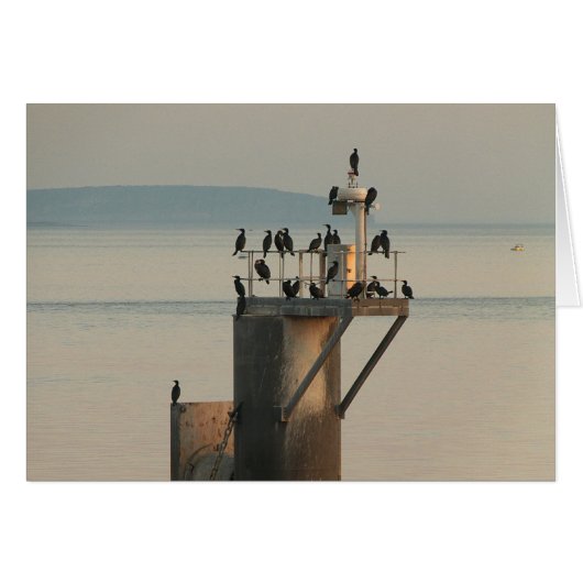 Pecking Order (Front Horizontal)