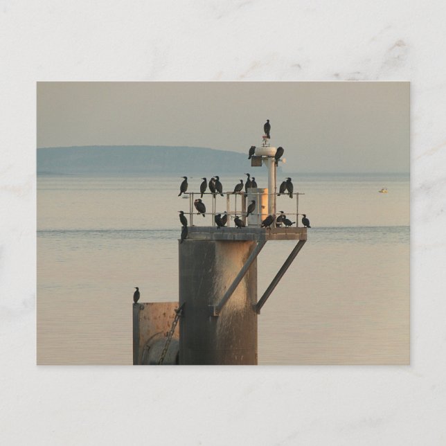 Pecking Order Postcard (Front)