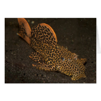 Peckoltia Compta