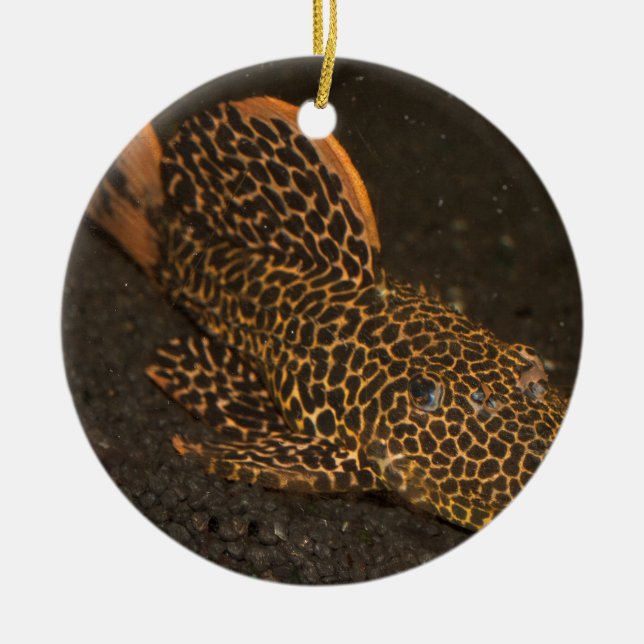 Peckoltia Compta Ceramic Ornament (Front)