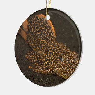 Peckoltia Compta Ceramic Ornament