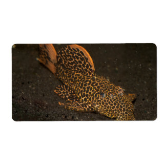 Peckoltia Compta Label