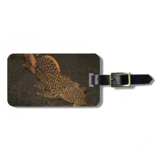 Peckoltia Compta Luggage Tag