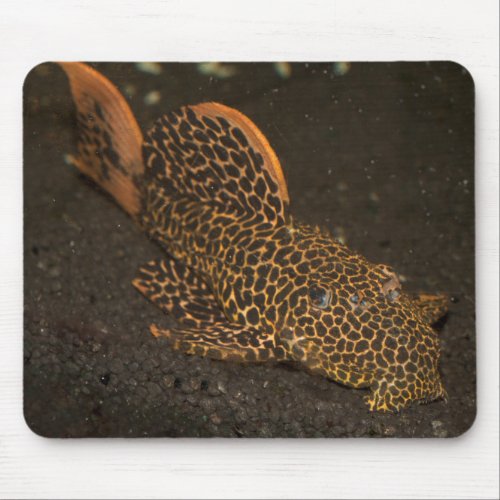 Peckoltia Compta Mouse Pad