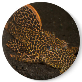 Peckoltia Compta Pinback Button
