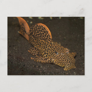 Peckoltia Compta Postcard