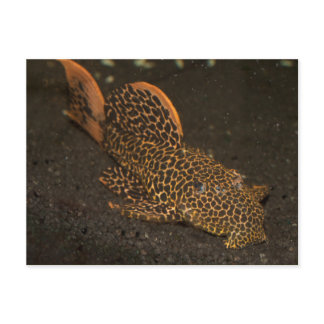 Peckoltia Compta Postcard