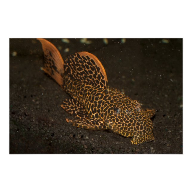 Peckoltia Compta Poster (Front)