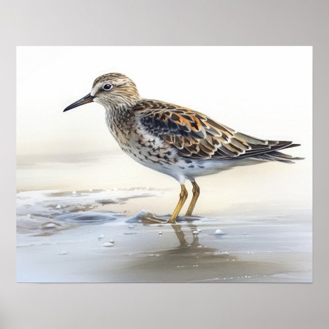 Pectoral Sandpiper Bird Art Print Poster (Front)