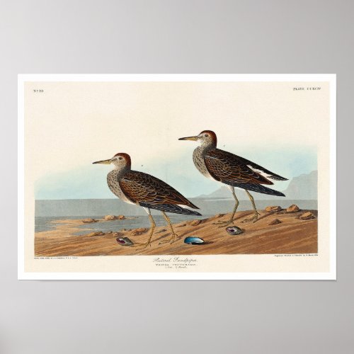 Pectoral Sandpiper by Audubon Poster