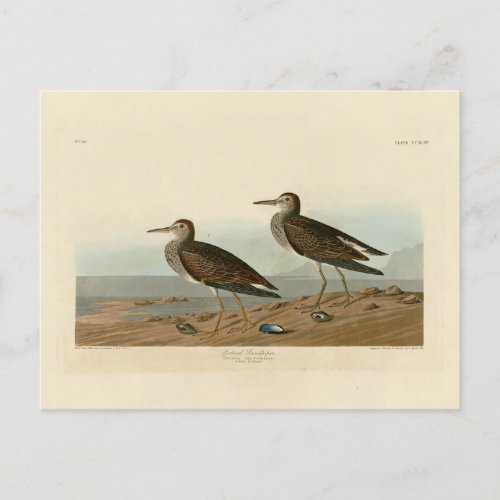 Pectoral Sandpiper from Audubons Birds of America Postcard