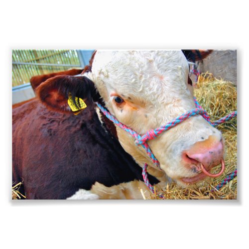 Pedigree Hereford Cow Cattle Photo Print
