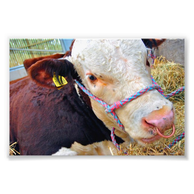 Pedigree Hereford Cow Cattle Photo Print (Front)