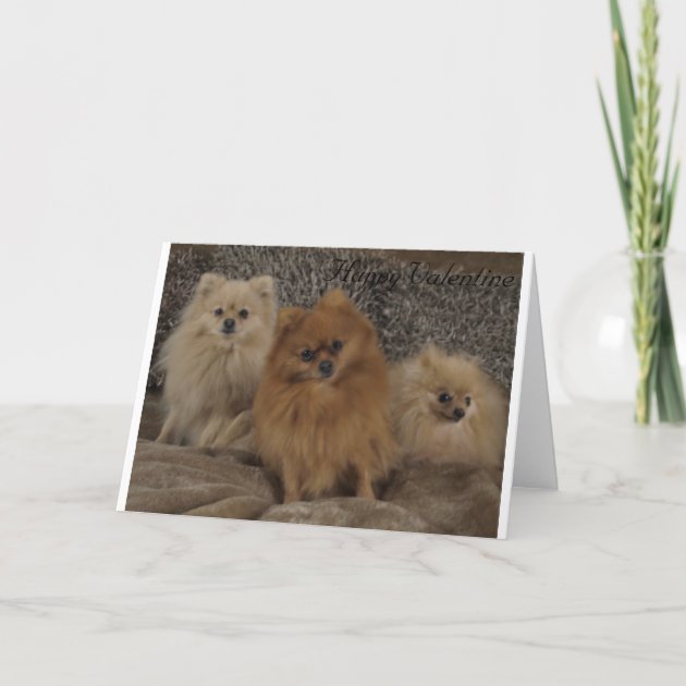 pedigree for pomeranian