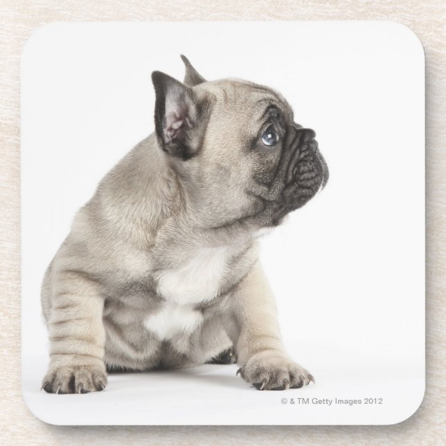 Pedigree puppy drink coaster (Front)