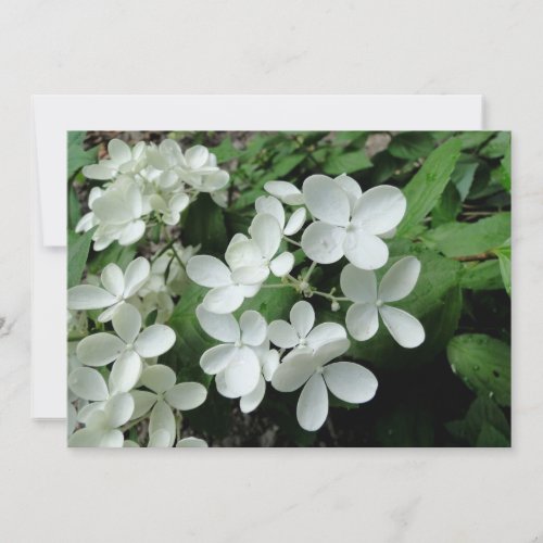 Pee Gee Hydrangea Flowers Monogrammed Blank Note Card