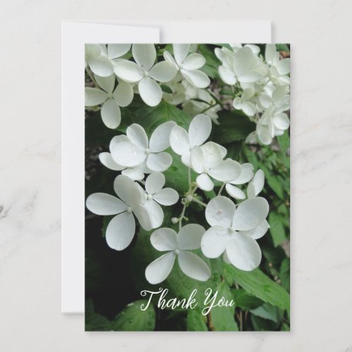 Pee Gee Hydrangea White Flowers Blank Flat Card