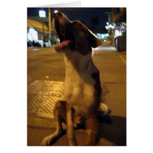 Pee Mai ... Soi Dog, Thailand