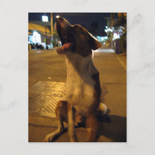 Pee Mai ... Soi Dog, Thailand Postcard