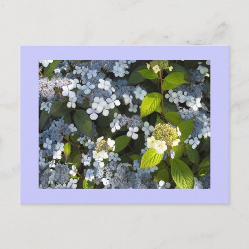 Peegee Hydrangea Postcard