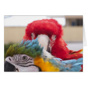 Peek a Boo (Front Horizontal)