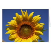 Peek a boo (Front Horizontal)