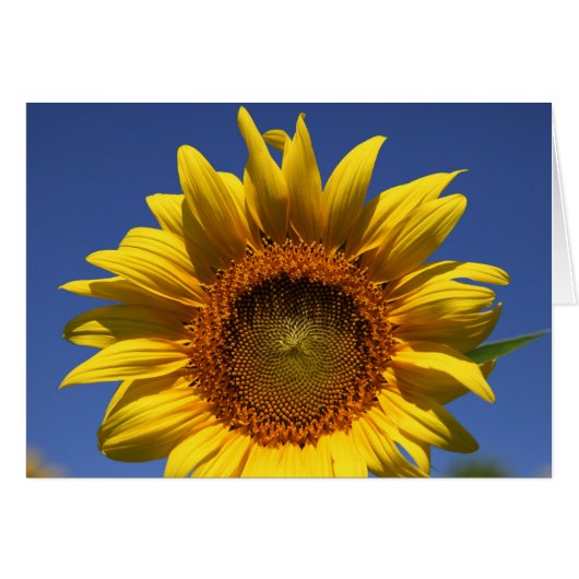 Peek a boo (Front Horizontal)